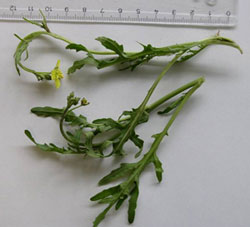 Foto: Wilde Rauke mit gelber kreuzförmiger Blüte