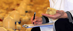 Tierarzt im Stall